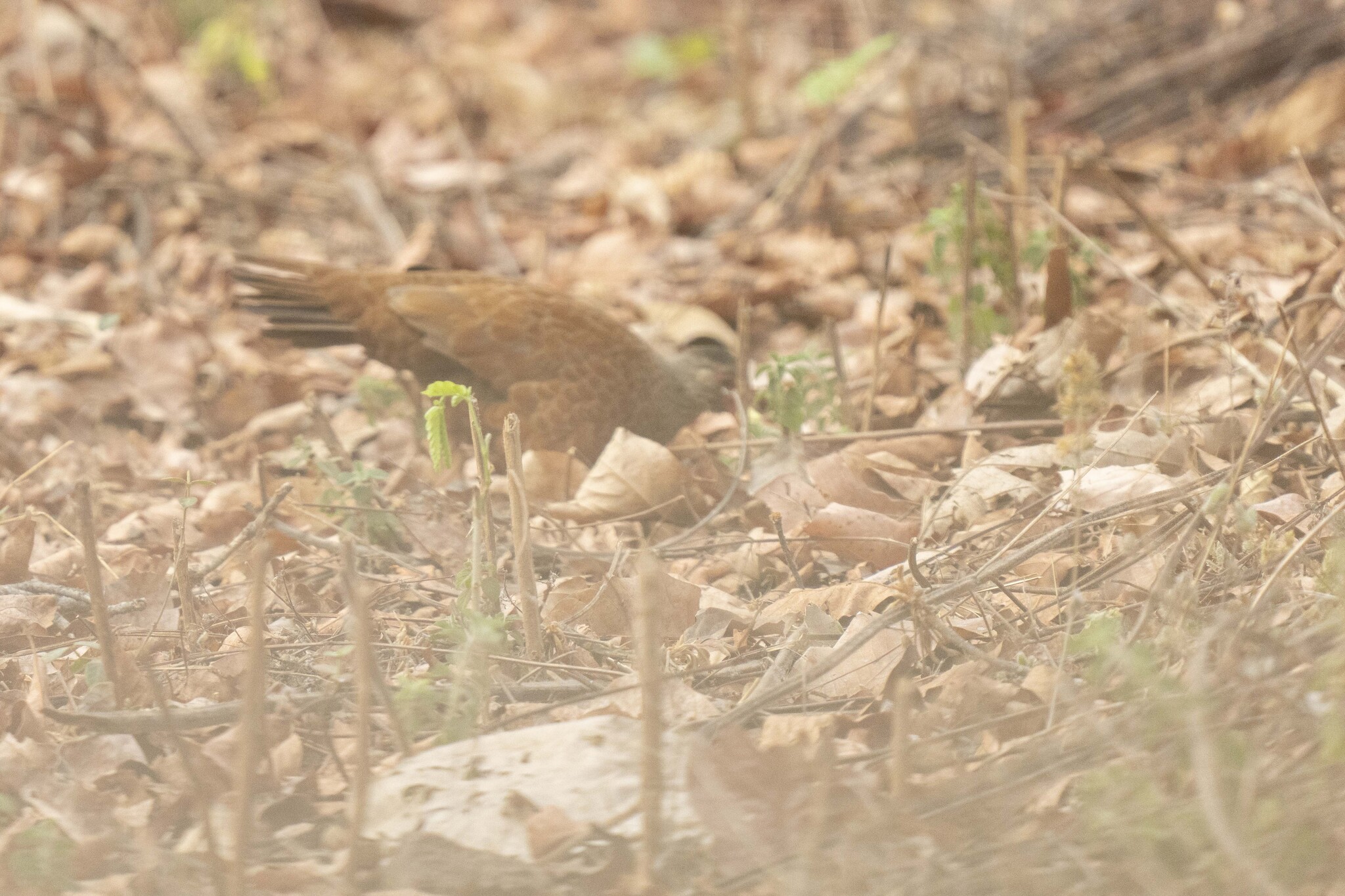 Red Spurfowl (Galloperdix spadicea), photo 6