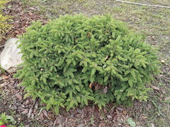 Picea