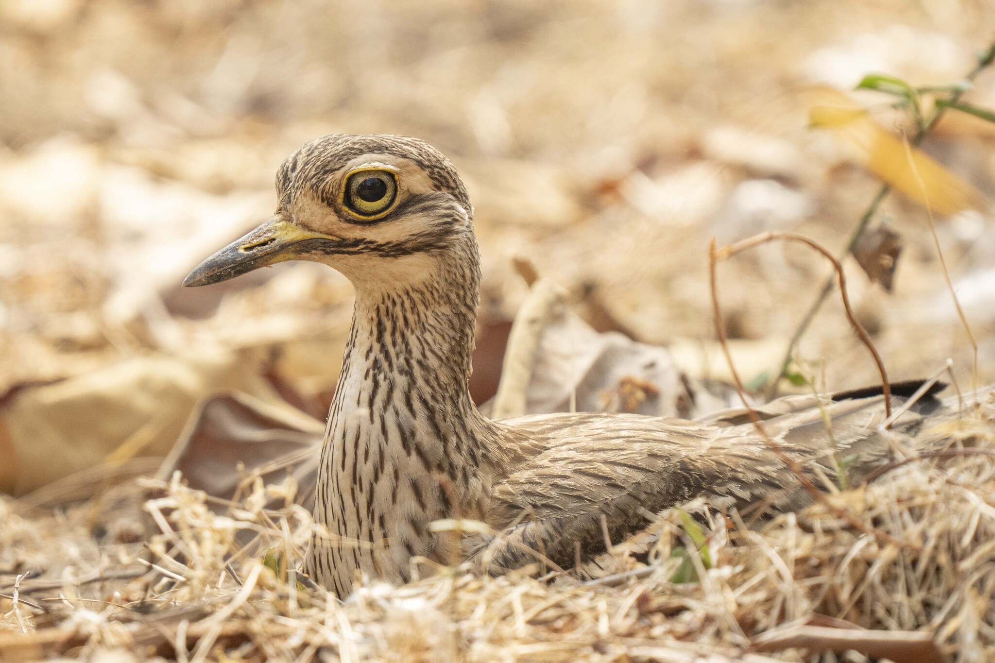 Indian Thick-knee illustration