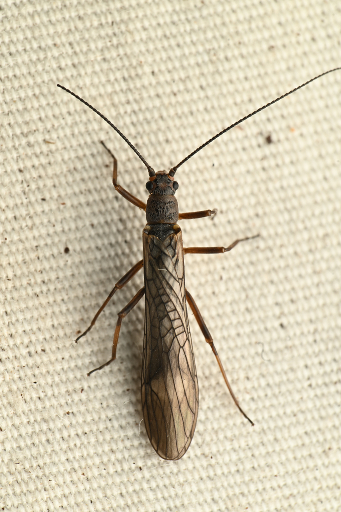 California Willowfly