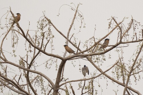 Brahminy Starling (Sturnia pagodarum), photo 9