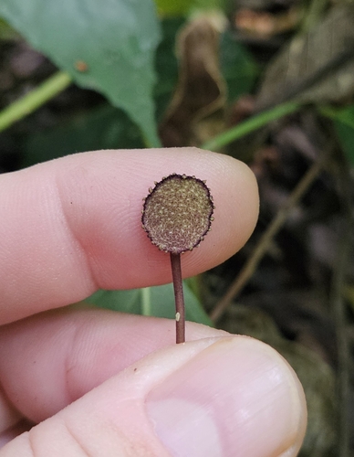 Dorstenia arifolia