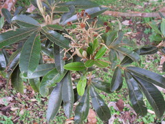 Cossinia pinnata