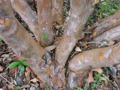Cossinia pinnata