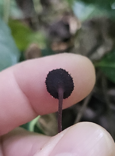 Dorstenia arifolia