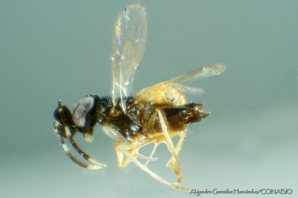 Anagyrus trinidadensis