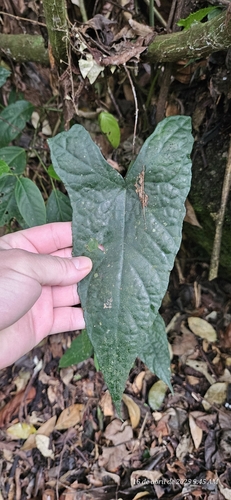 Dorstenia arifolia
