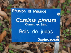 Cossinia pinnata