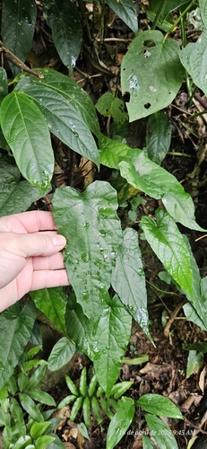 Dorstenia arifolia