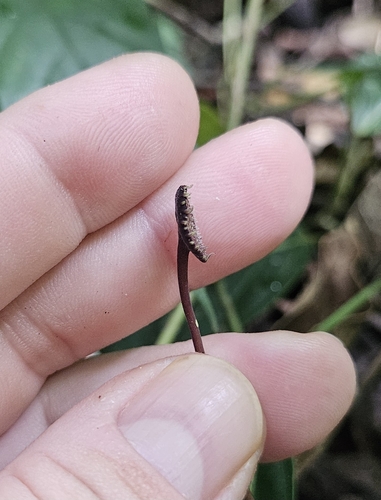 Dorstenia arifolia
