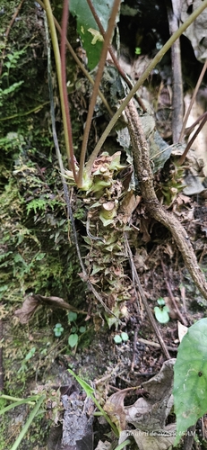 Dorstenia arifolia