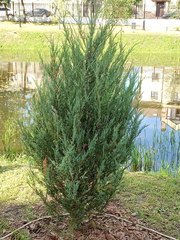 Cupressaceae