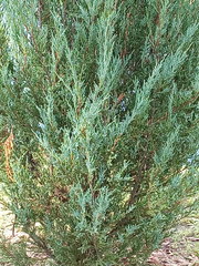 Cupressaceae