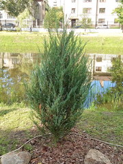 Cupressaceae