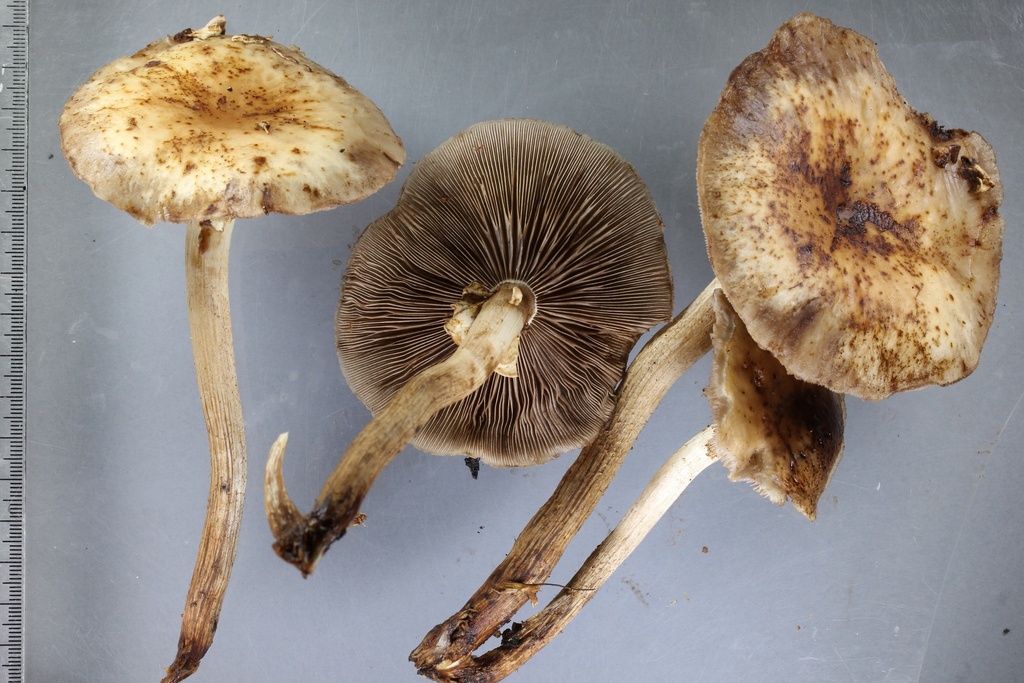 Cyclocybe parasitica · April 2025 · photo: © xiaoling_liu (iNaturalist, CC)
