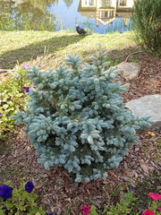 Picea