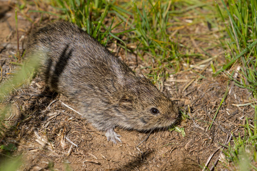 Sagebrush Vole (Lemmiscus curtatus) — Least Concern Mammalia