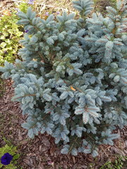 Picea