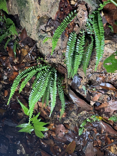 Lindsaea lucida observed 2025-04-16