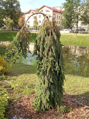 Picea