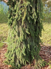 Picea