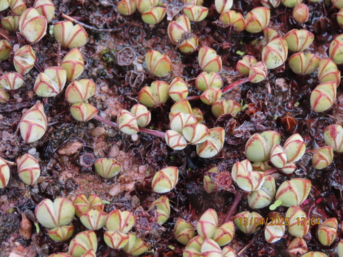 Image of Braunsia maximiliani by (c) Adele SL, some rights reserved (CC BY)