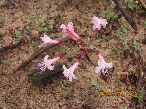 Strumaria watermeyeri