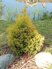 Cupressaceae