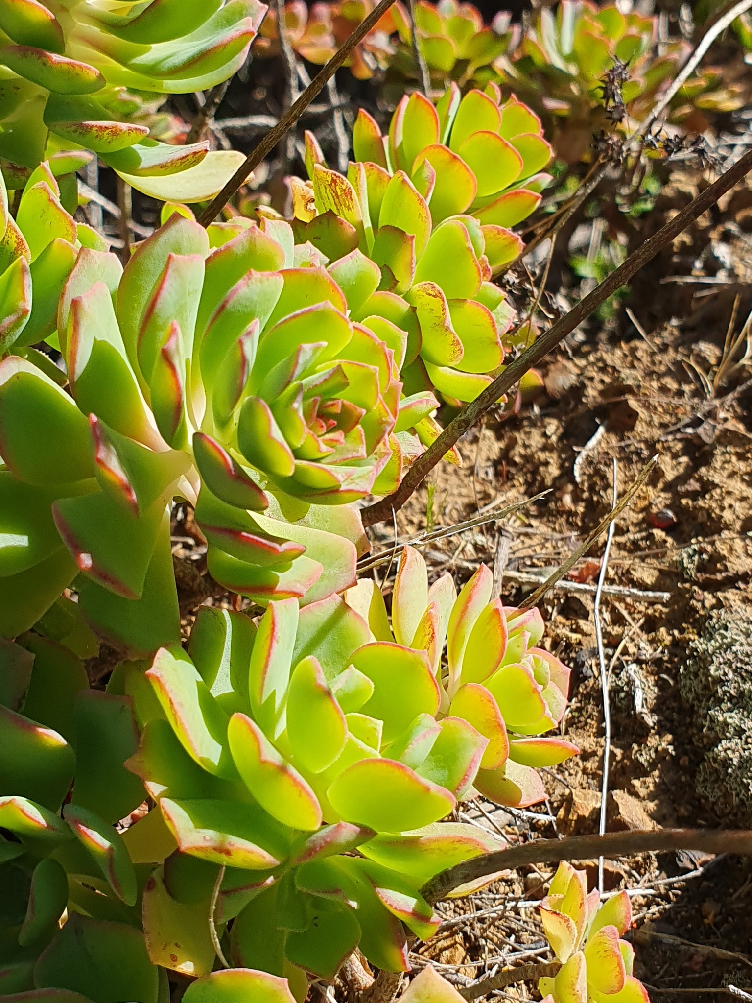 Imagem de Aeonium Catavento