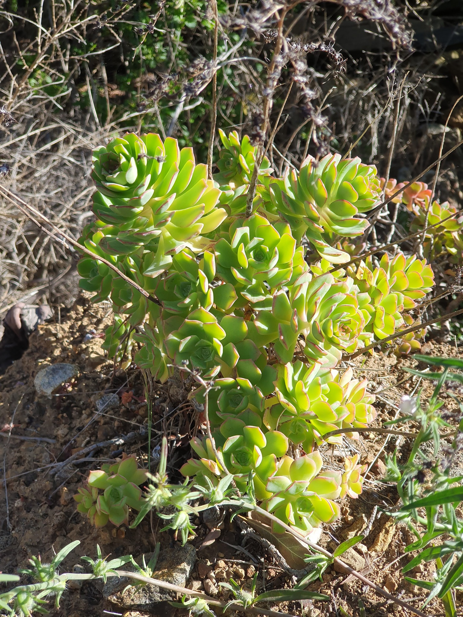 Imagem de Aeonium Catavento