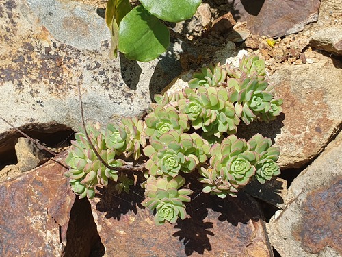 Foto de Aeonium Catavento