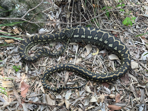 Coastal Carpet Python sighting