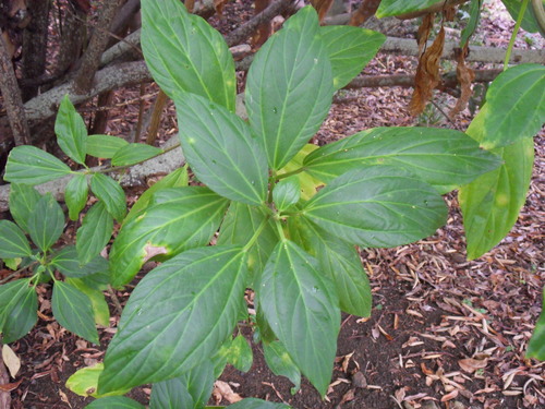 Pouzolzia laevigata