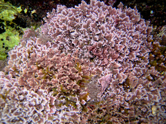 Ellisolandia elongata