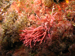 Tricleocarpa fragilis