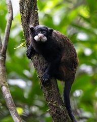 Moustached Tamarin photo 2