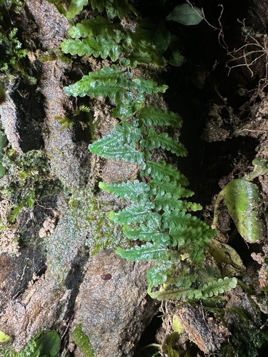 Teratophyllum observed 2025-04-16