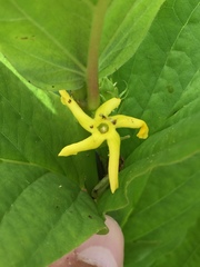 Mandevilla foliosa