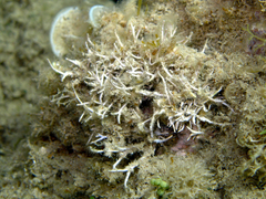 Amphiroa