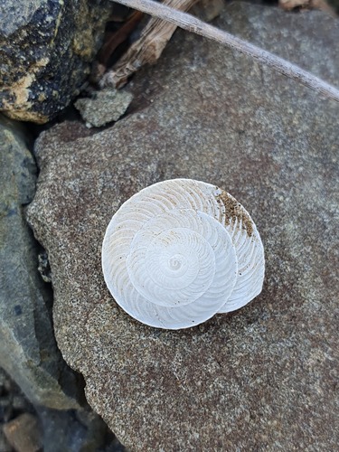 Canariella ronceroi