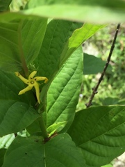 Mandevilla foliosa