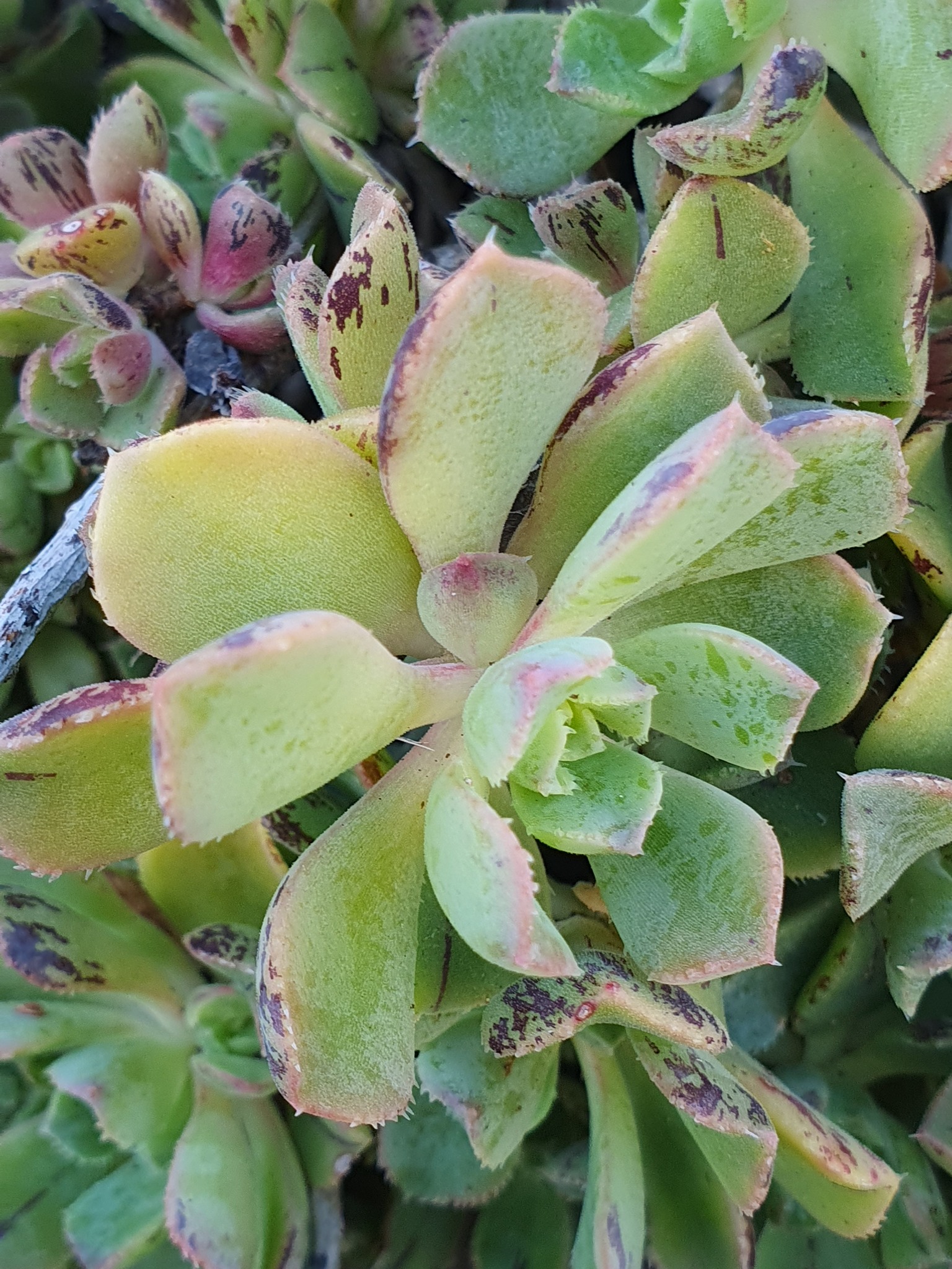 Imagem de Aeonium Catavento