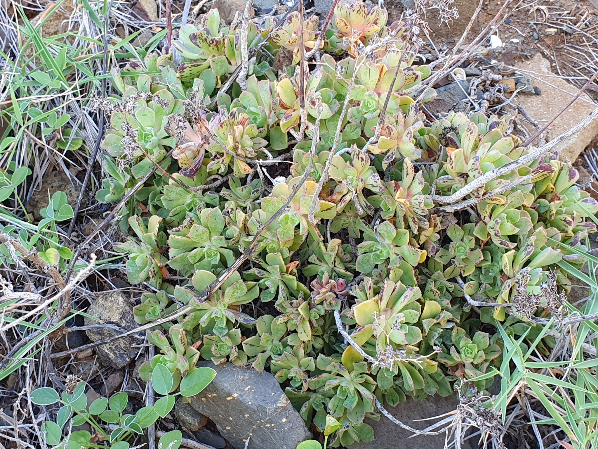 Imagem de Aeonium Catavento