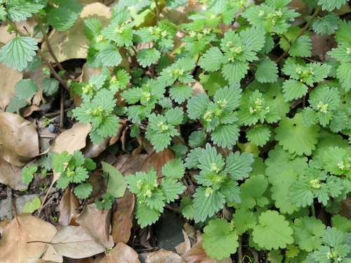 Nanocnide lobata iNat (3)