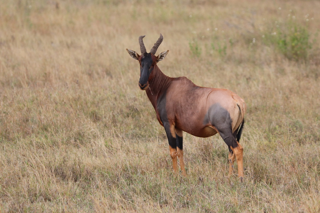 Damaliscus lunatus jimela, Serengeti, Tanzania, by sakke
