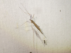 Conosia irrorata
