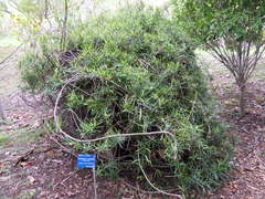 Secamone volubilis