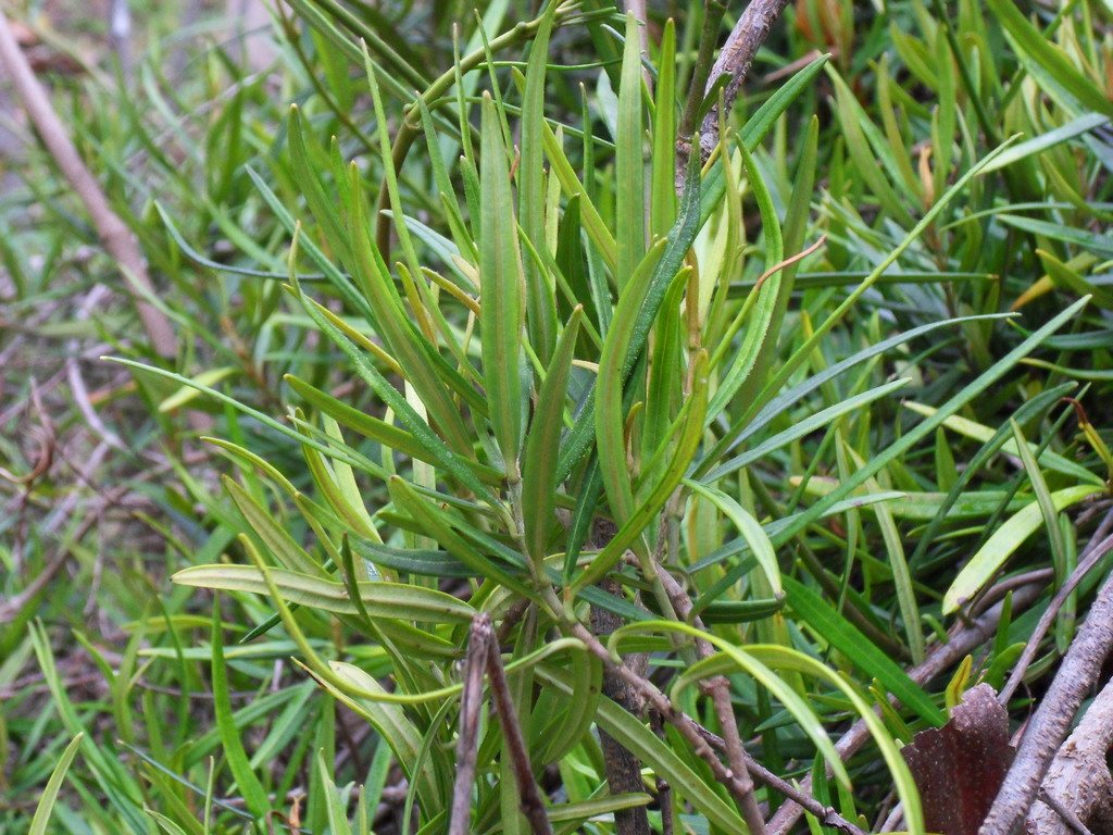 Secamone volubilis
