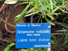 Secamone volubilis