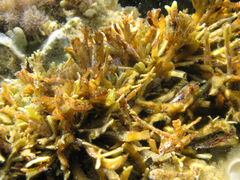 Cystoseira compressa